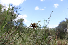 Araujia megapotamica