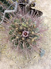 Ferocactus recurvus recurvus