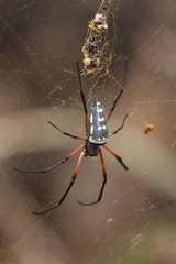 Trichonephila sumptuosa