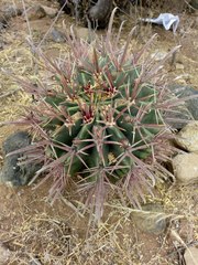 Ferocactus recurvus recurvus
