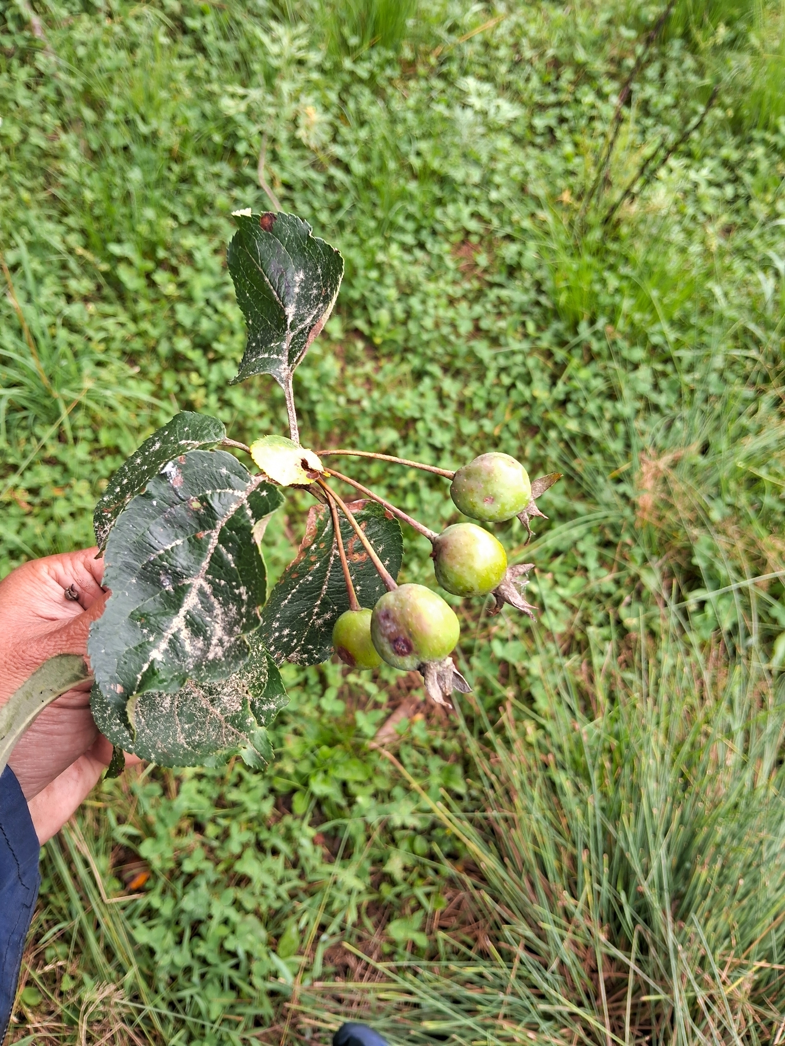Malus sikkimensis