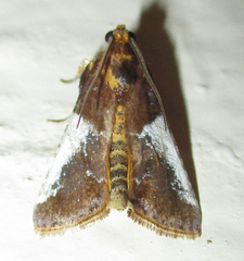 Pithyllis metachryseis