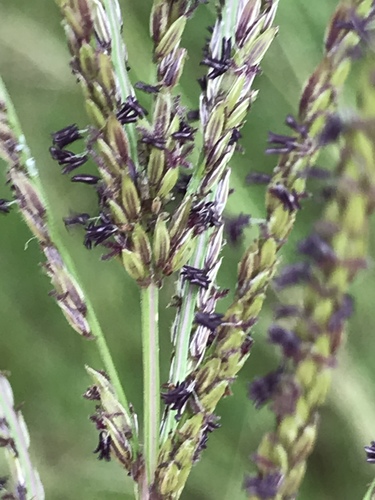 Digitaria eriantha