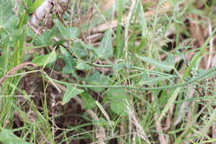 Araujia megapotamica