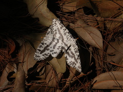 Abraxaphantes perampla