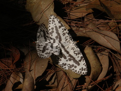 Abraxaphantes perampla