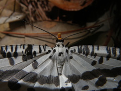 Abraxaphantes perampla