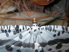 Abraxaphantes perampla