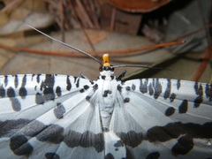 Abraxaphantes perampla