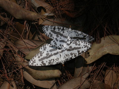 Abraxaphantes perampla