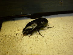 Harpalus caliginosus