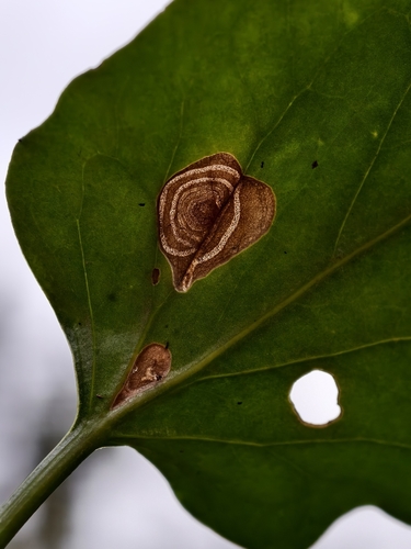 Monochroa rebeli