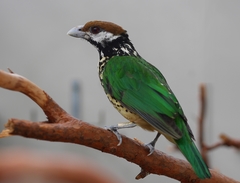 White-Eared Catbird photo 2