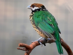 White-Eared Catbird photo 3