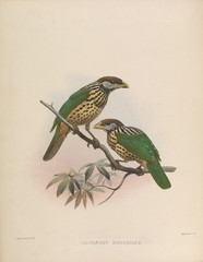 White-Eared Catbird photo 4