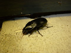 Harpalus caliginosus