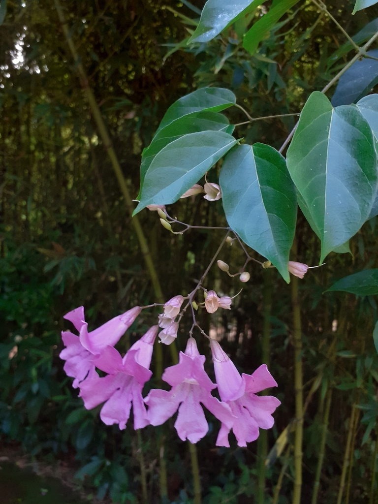 Tanaecium selloi
