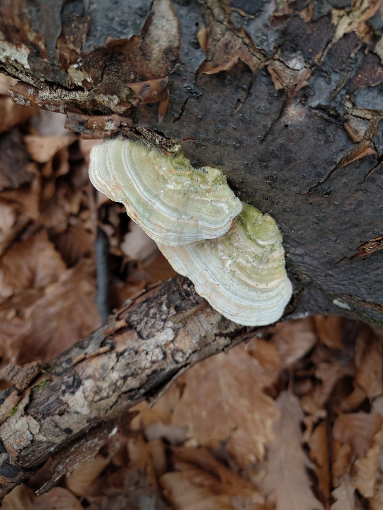 Trametes hirsuta · December 2025 · photo: © eliasfreyhof36614 (iNaturalist, cc-by)