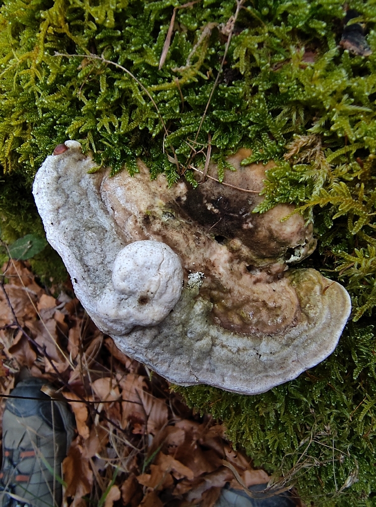 Trametes gibbosa · December 2025 · photo: © eliasfreyhof36614 (iNaturalist, cc-by)