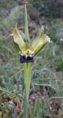 Iris tuberosa