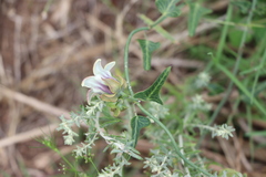 Araujia megapotamica