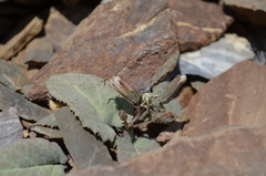 Crepis mira