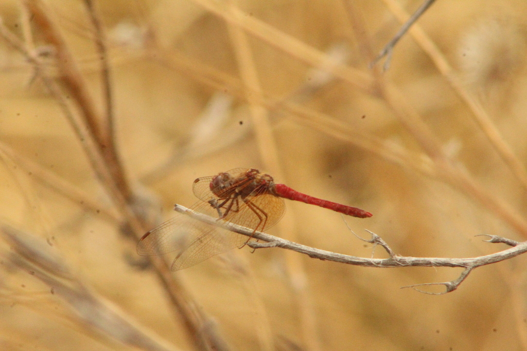 Cardinal Meadowhawk from Texcoco, Méx., México on December 15, 2025 at ...