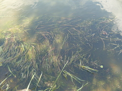 Vallisneria spiralis