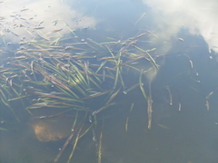 Vallisneria spiralis