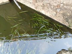 Vallisneria spiralis