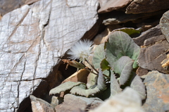 Crepis mira