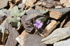 Crepis mira
