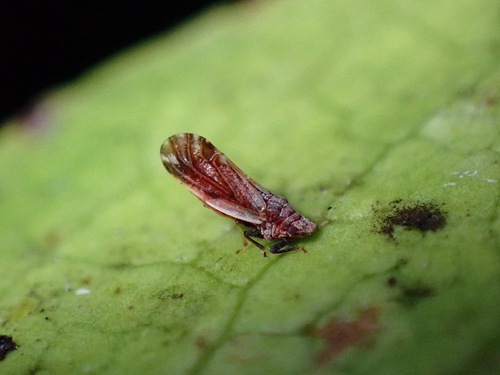 Diaphorina gonzalezi