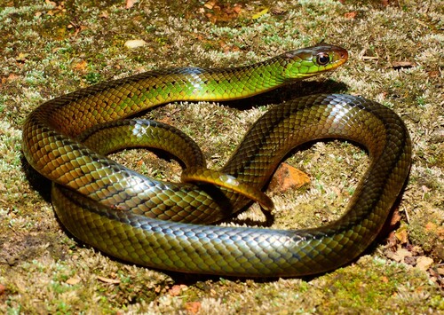 Maryellen's Ground Snake