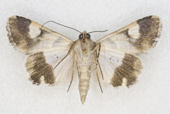 Drasteria pallescens