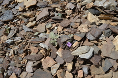 Crepis mira
