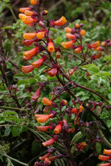 Eccremocarpus scaber