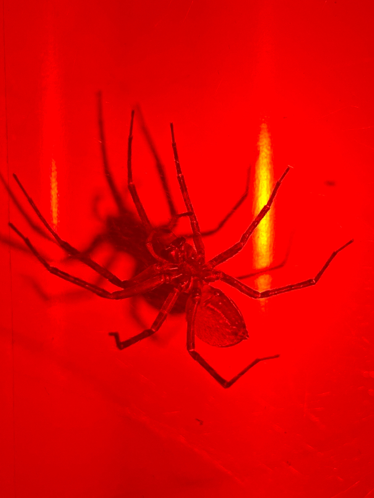 Bush Spider from Cambridge, Waikato, NZ on December 14, 2025 at 09:44 ...