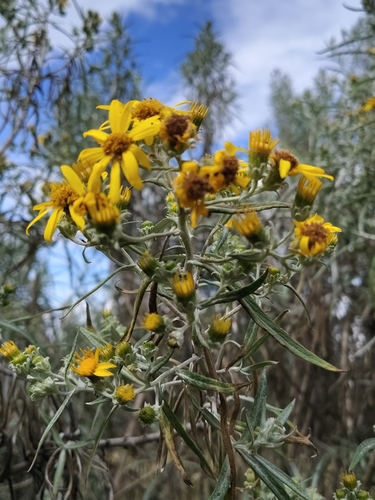 Senecio cinerarioides, photograph 5