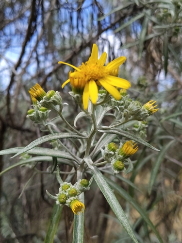 Senecio cinerarioides, photograph 6