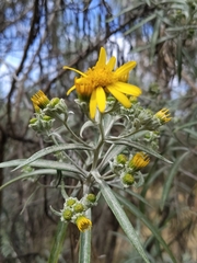 Senecio cinerarioides, photograph (c) Lucas Kaminski, some rights reserved (CC BY)
