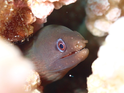 Buro moray (Gymnothorax buroensis) — Muraenidae — 4