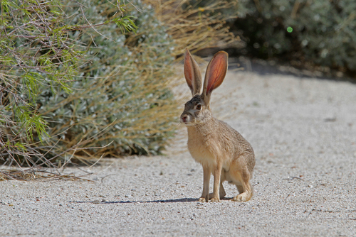 Black-tailed Jackrabbit photographed in California