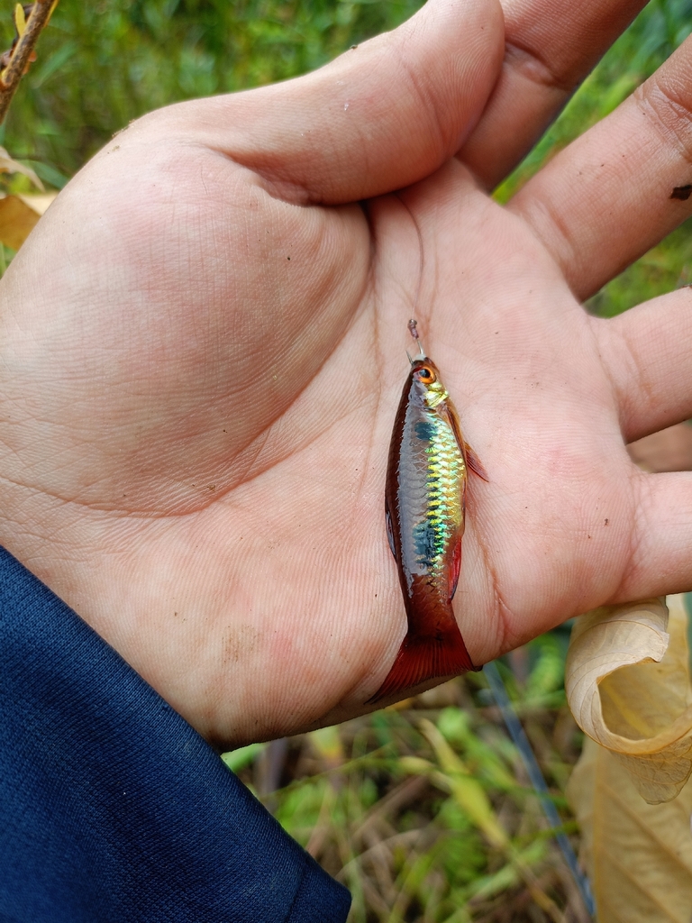 clown rasbora (Rasbora kalochroma)
