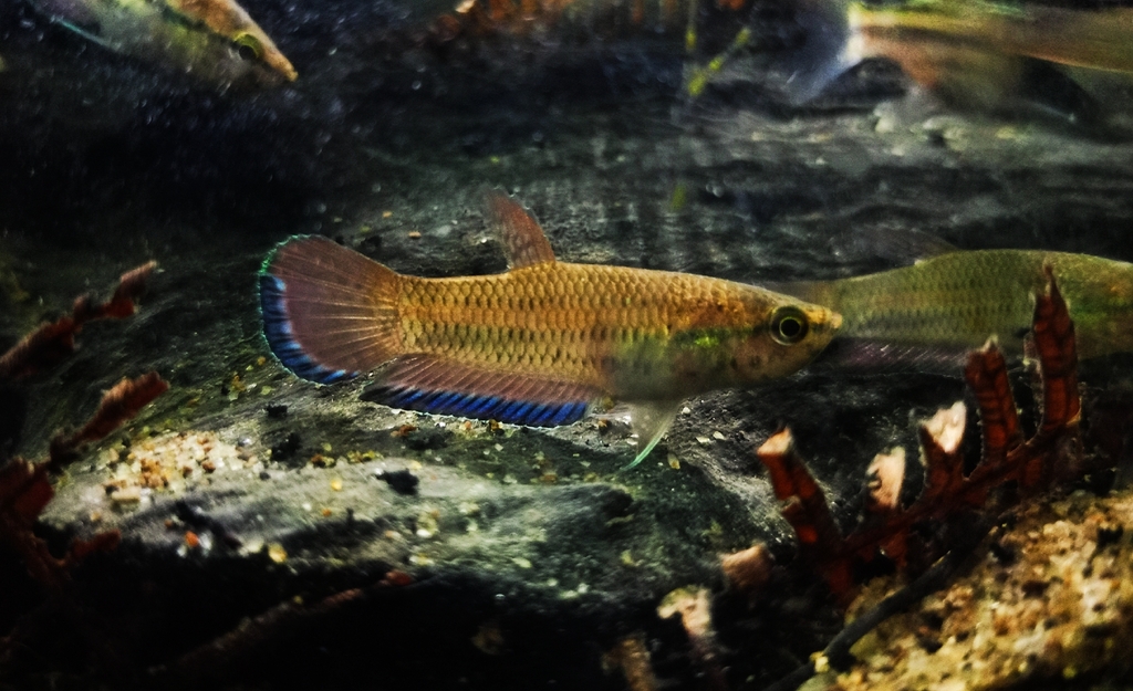 Falx betta (Betta falx) — Osphronemidae