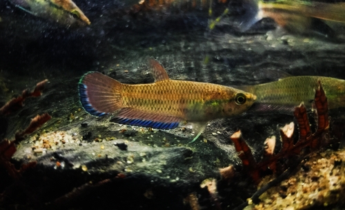 Falx betta (Betta falx) — Osphronemidae