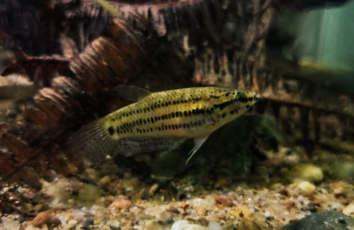 Falx betta (Betta falx) — Osphronemidae — 4
