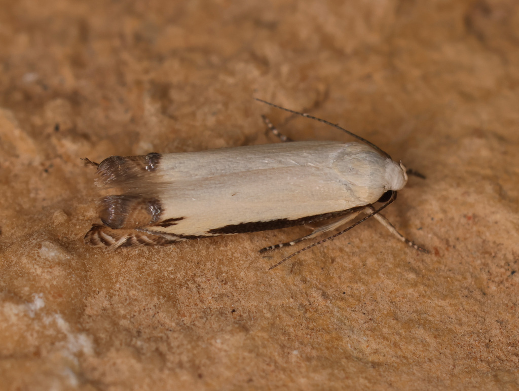 Polyhymno chionarcha