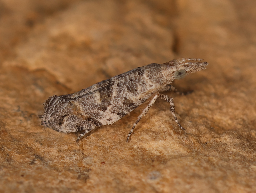 Deryaxenistis nekrutenkoi