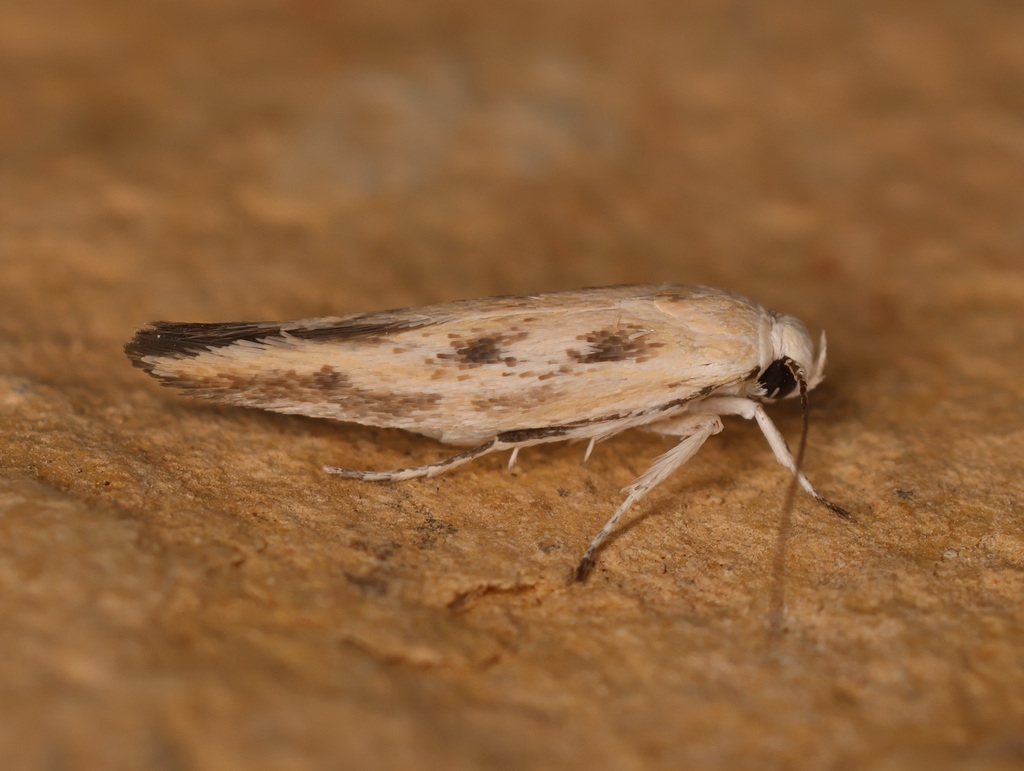 Scythris amplexella